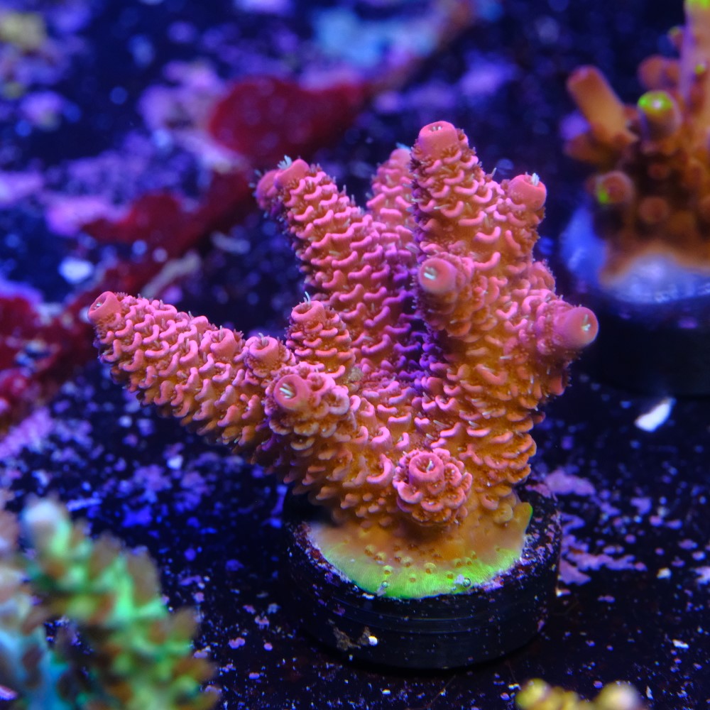 Acropora Millepora 2