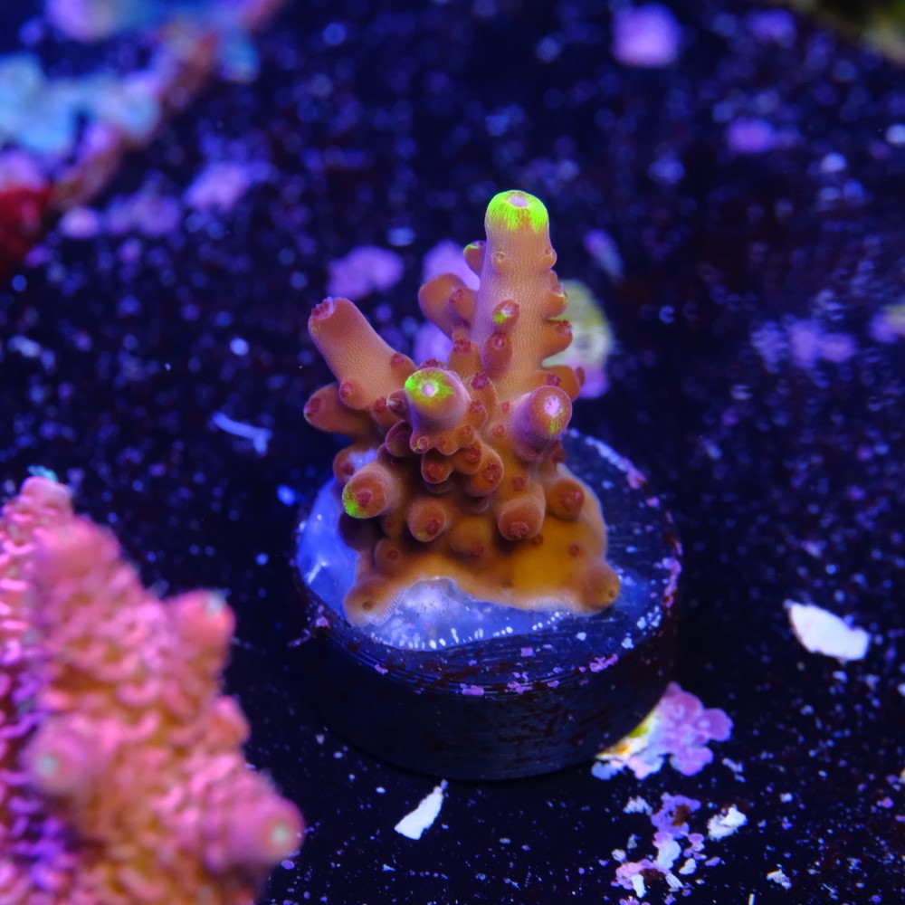 Fox flame acropora 2