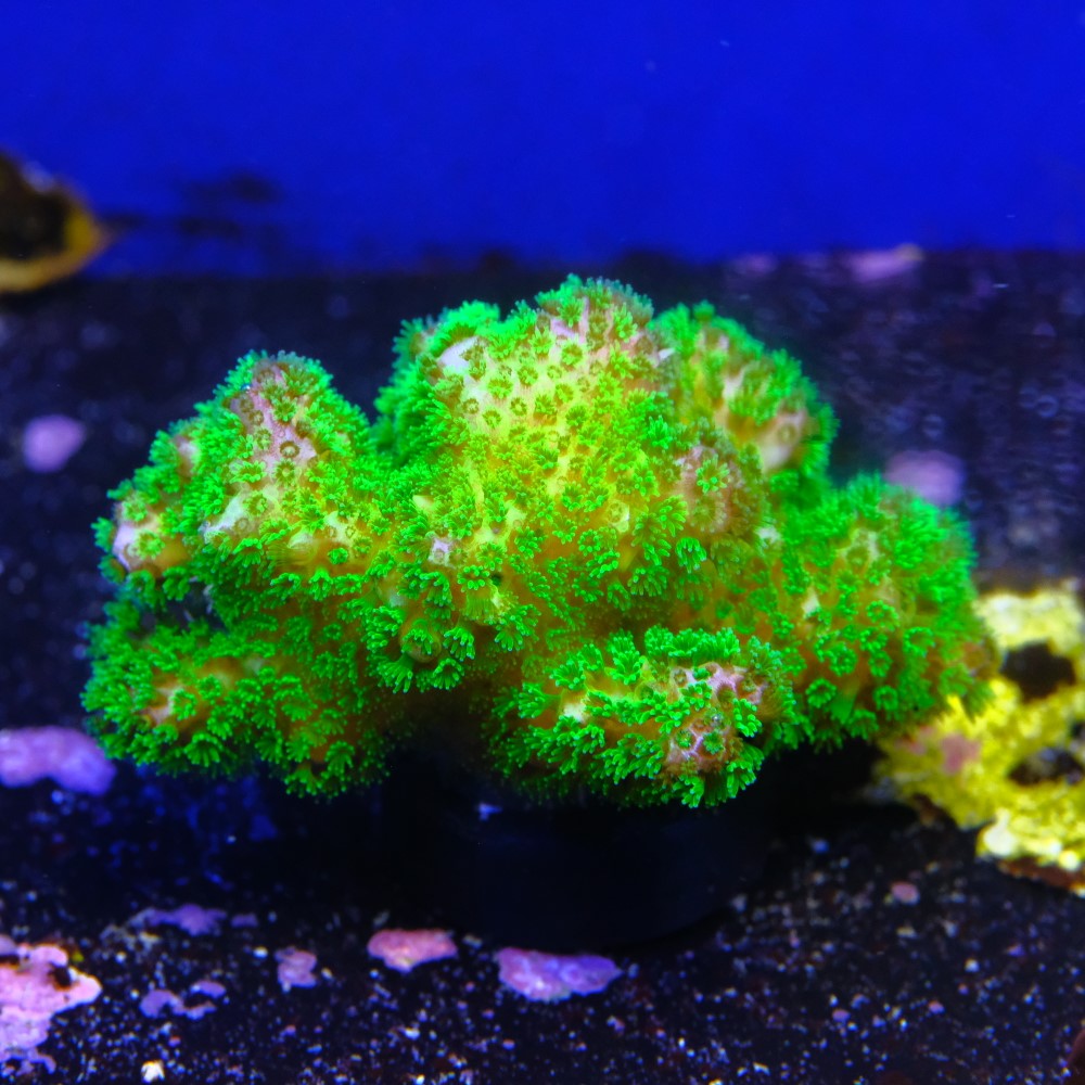 Pocillopora verrucosa 2