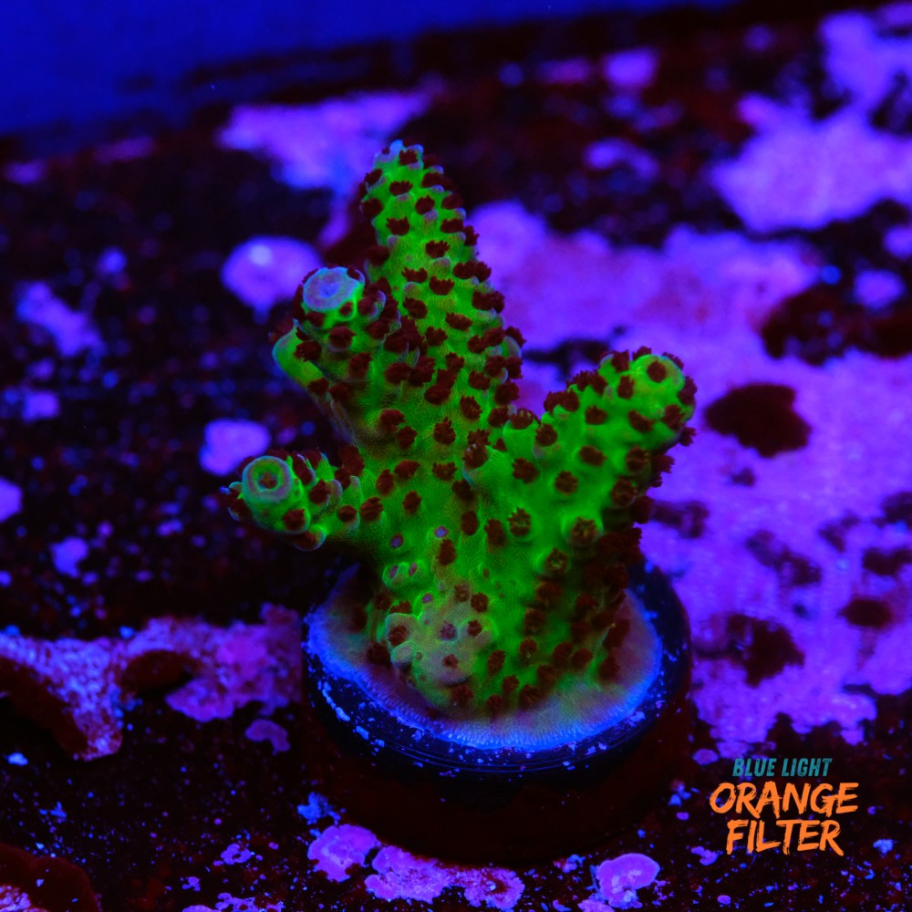 Acropora samoensis 1