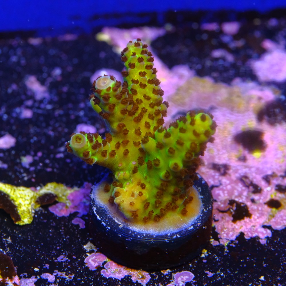 Acropora samoensis 2