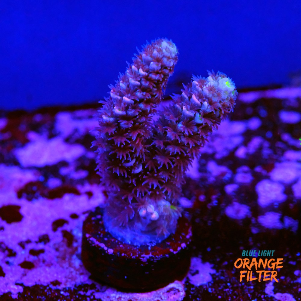 Acropora tenuis nebula 1