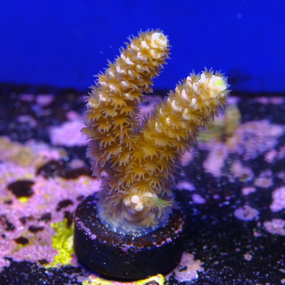 Acropora tenuis nebula 2