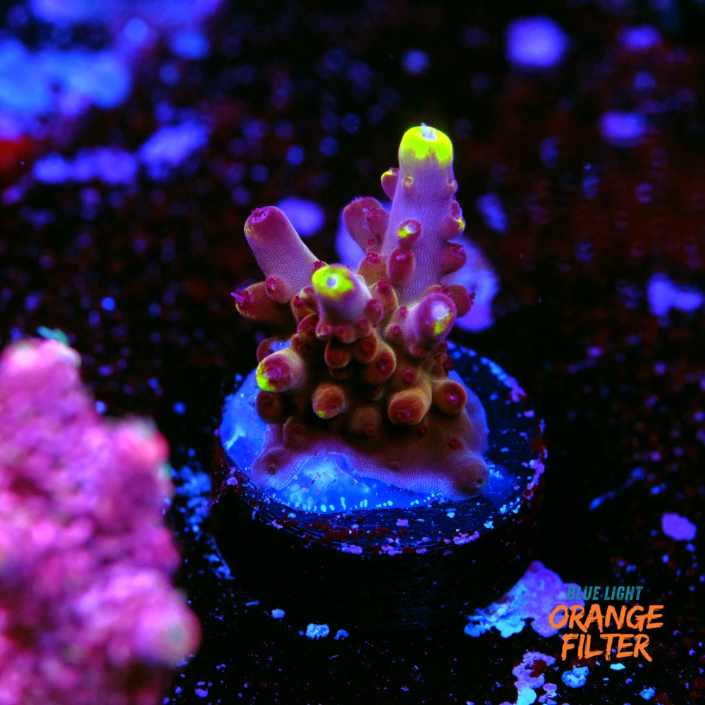 Fox flame acropora 1