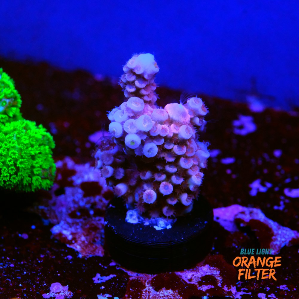 Pink Panther Tenuis  1