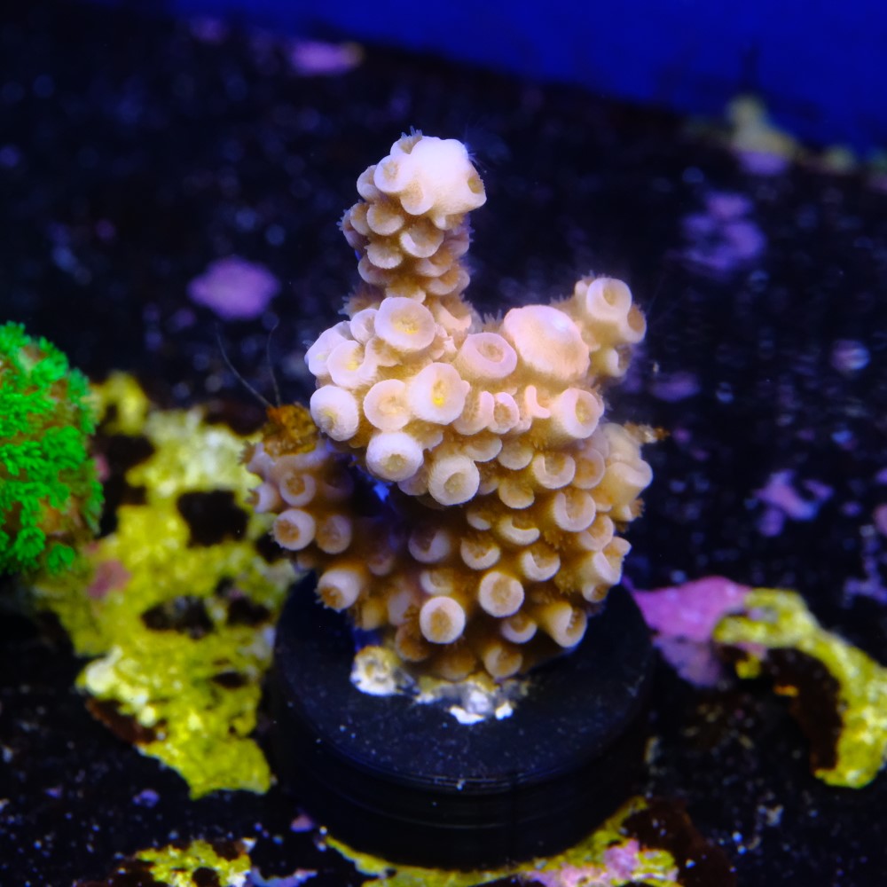 Pink Panther Tenuis  2