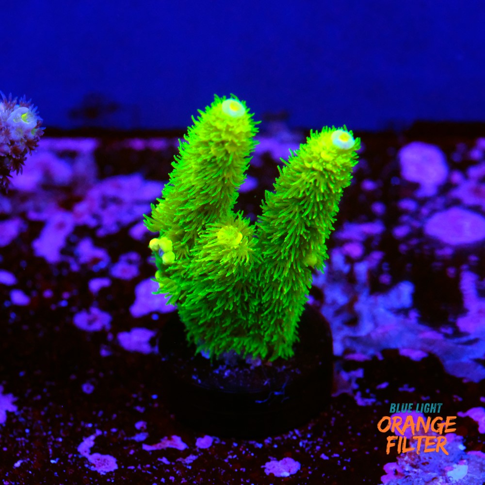Acropora vermiculata 1