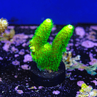 Acropora vermiculata 2