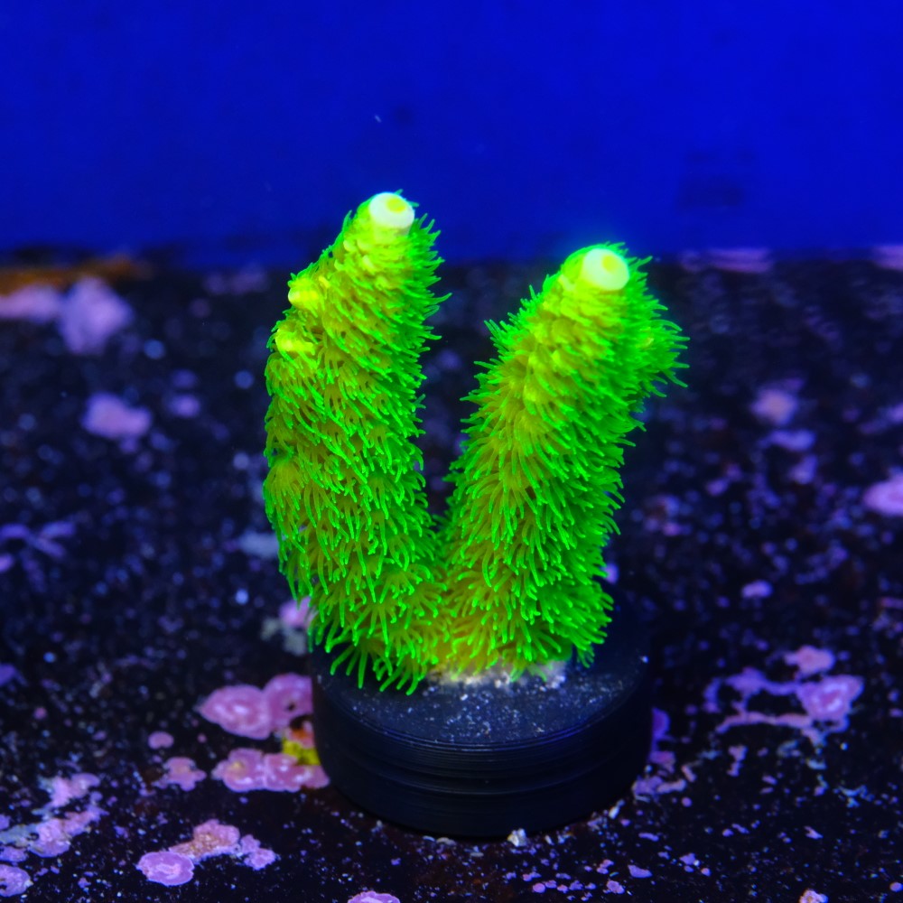 Acropora vermiculata 2