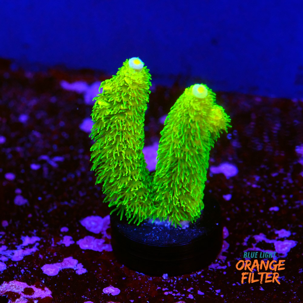 Acropora vermiculata 1