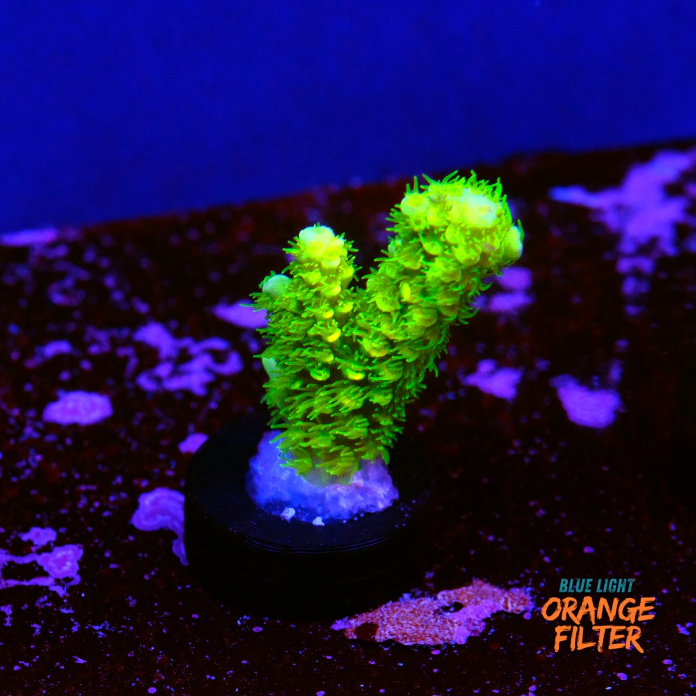 Acropora vermiculata 1