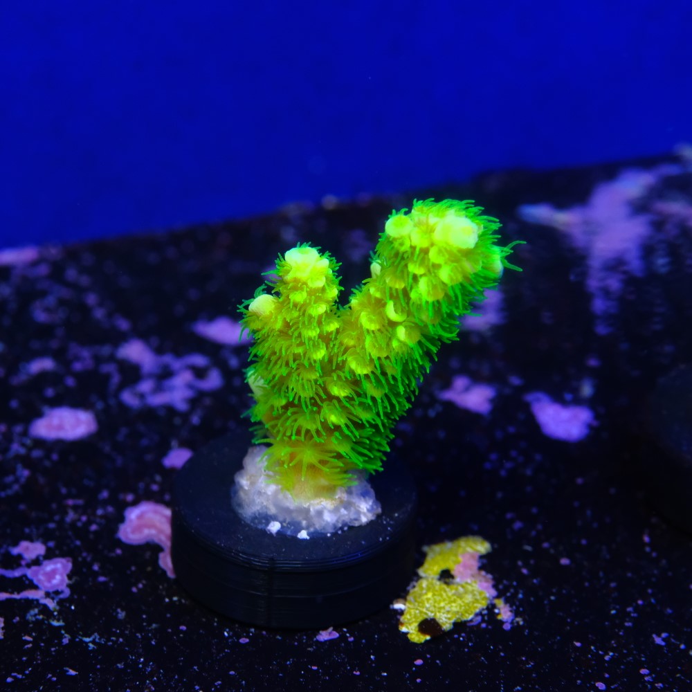 Acropora vermiculata 2