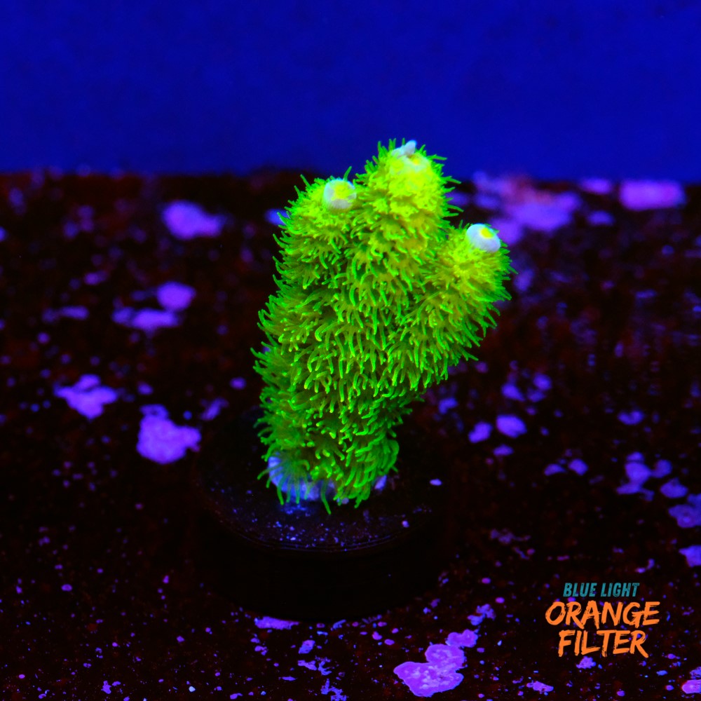 Acropora vermiculata 1