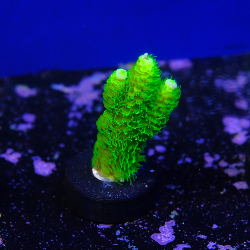 Acropora vermiculata 2