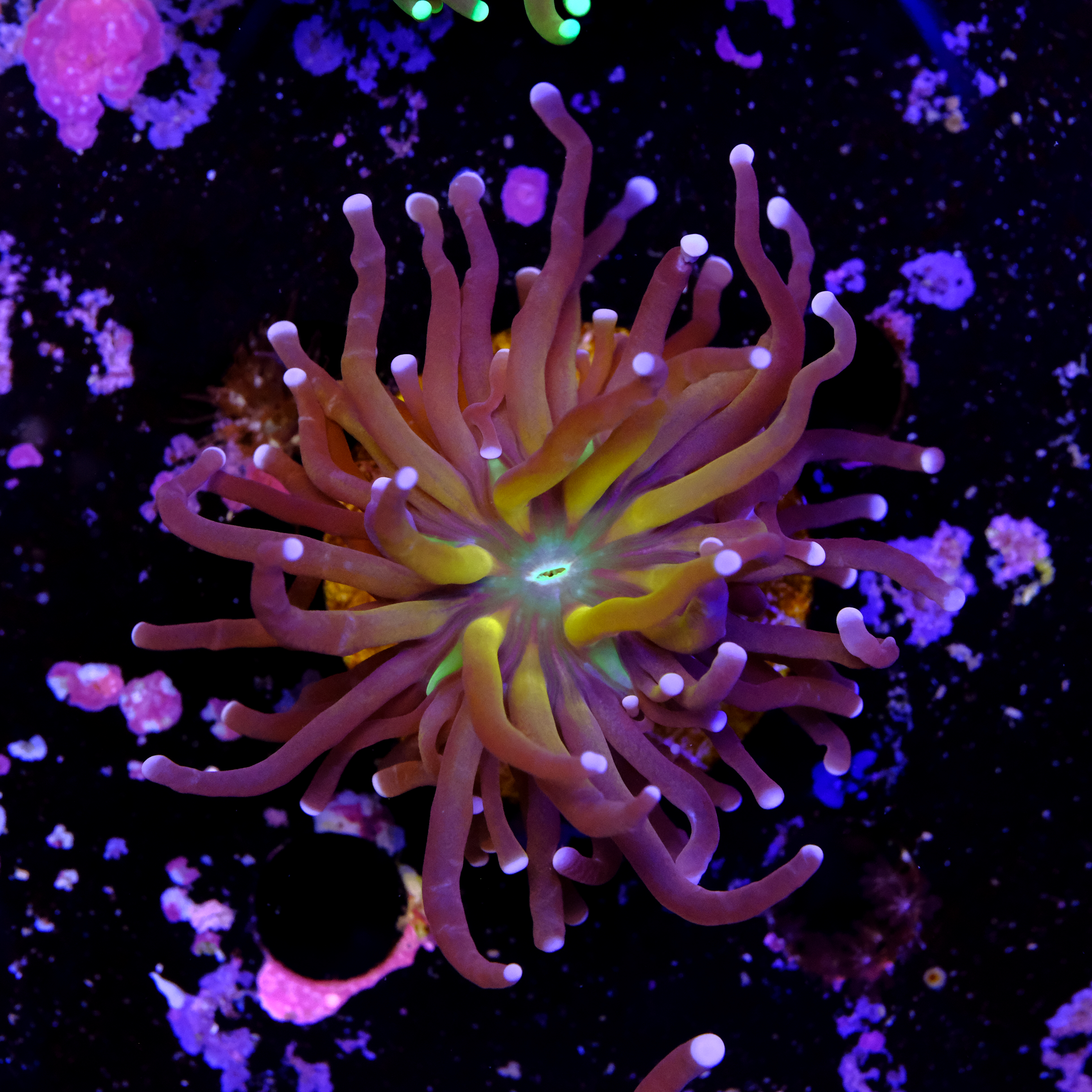 Euphyllia NIK torch 2