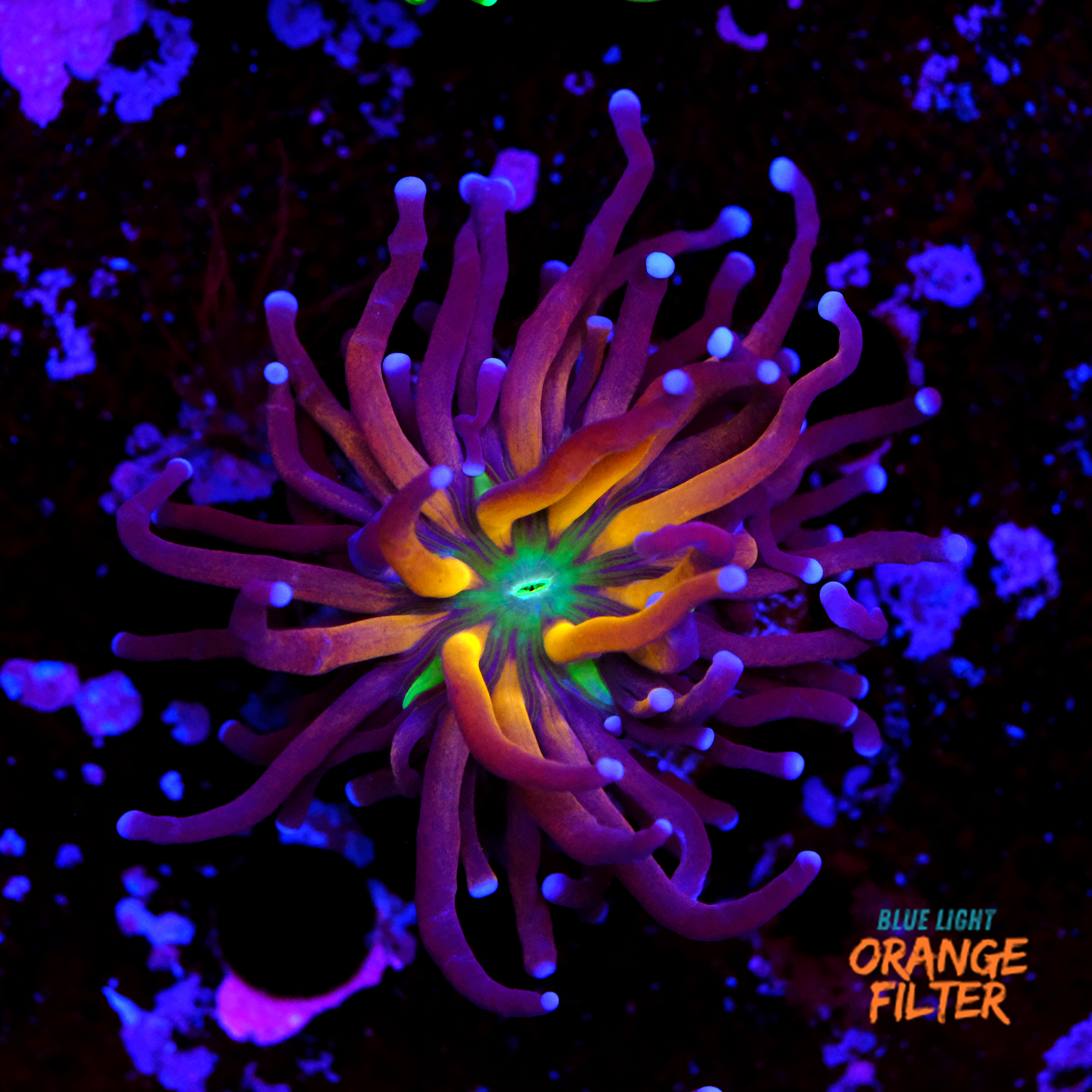 Euphyllia NIK torch 1
