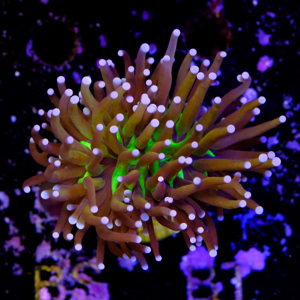 Euphyllia NYK torch 2