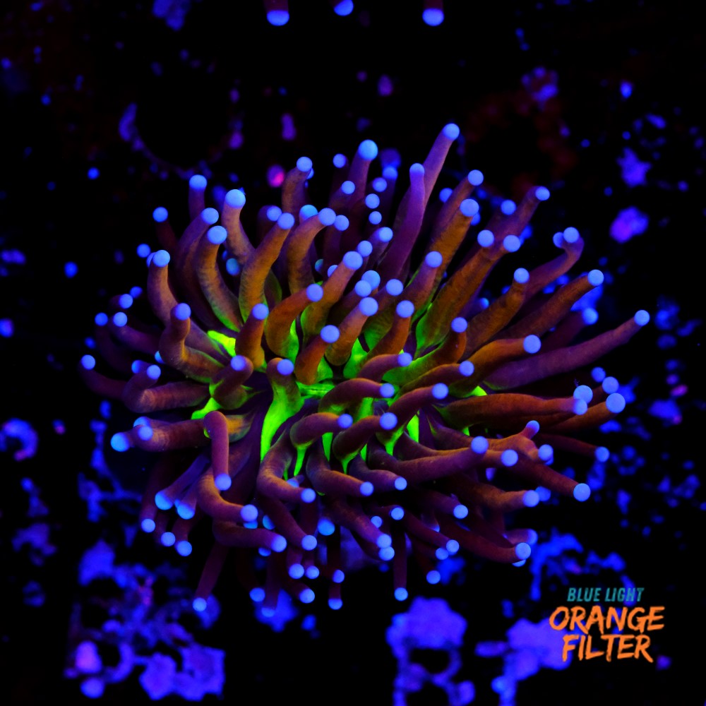 Euphyllia NYK torch 1