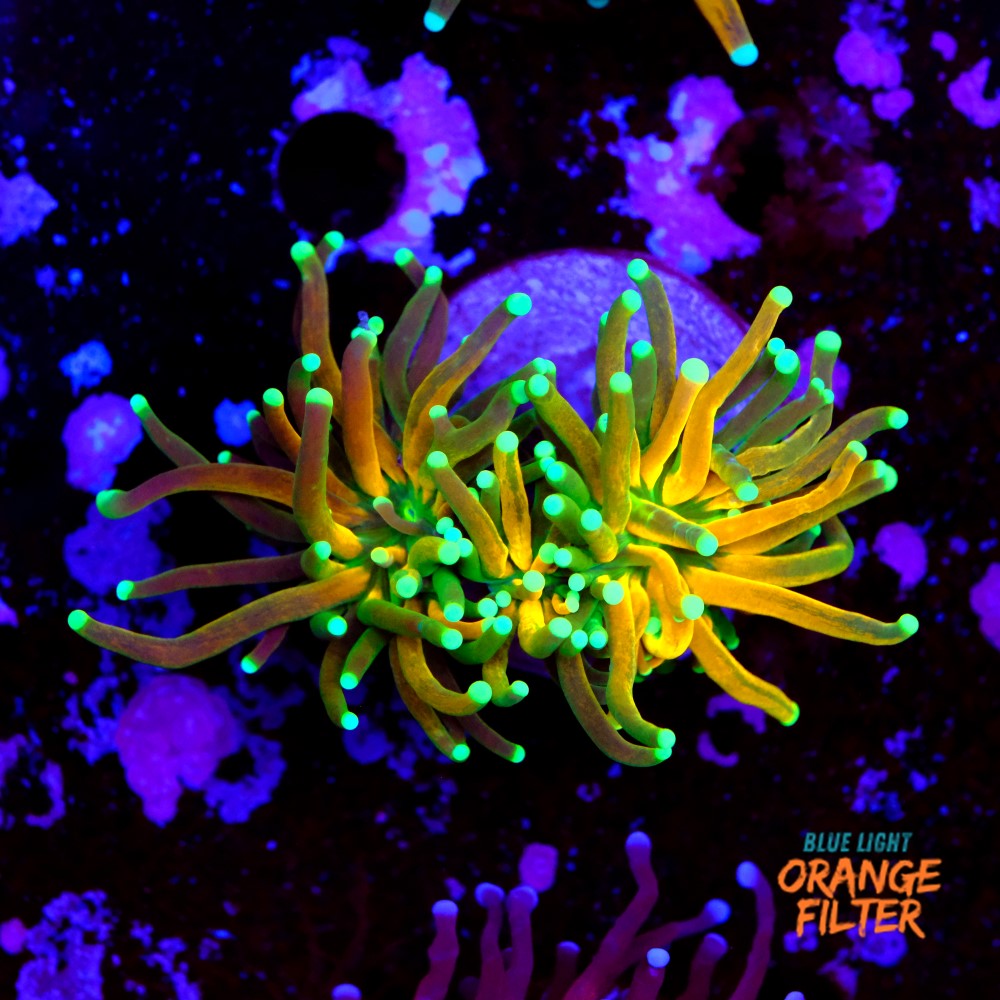 Euphyllia tiger torch 1