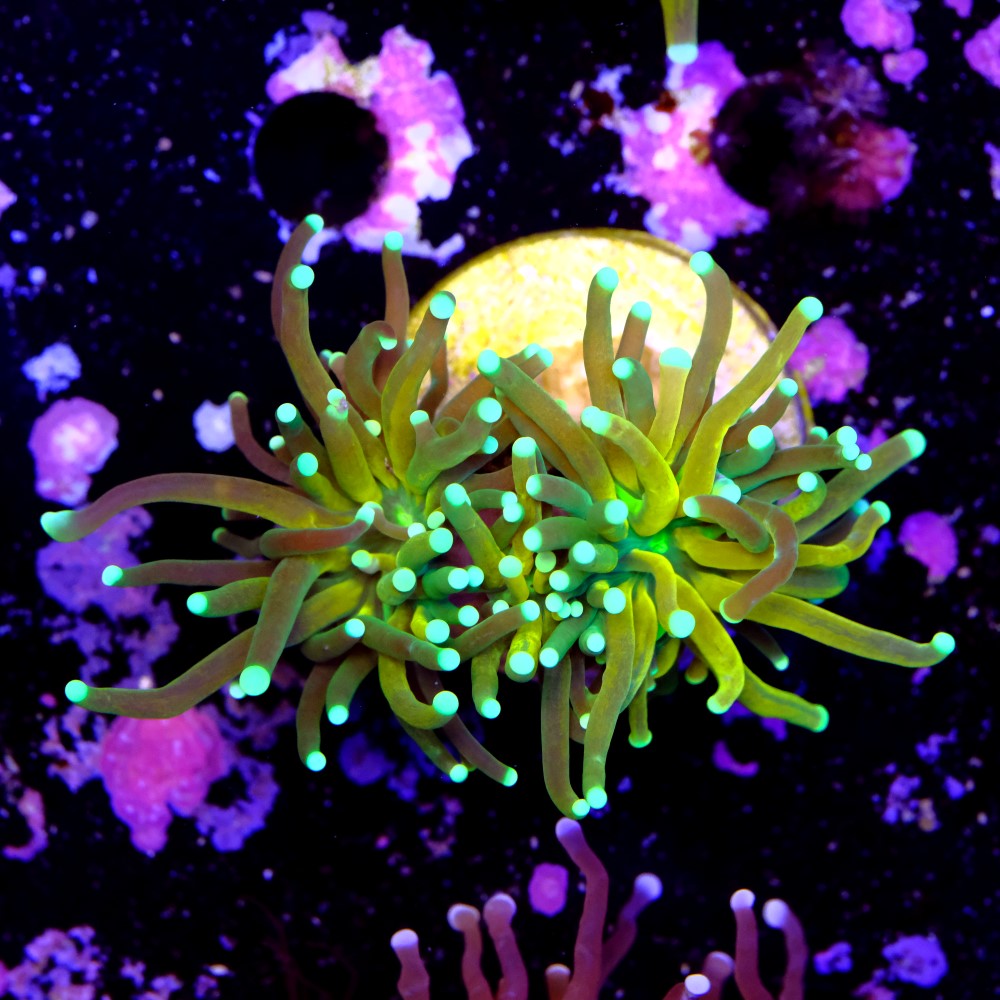 Euphyllia tiger torch 2