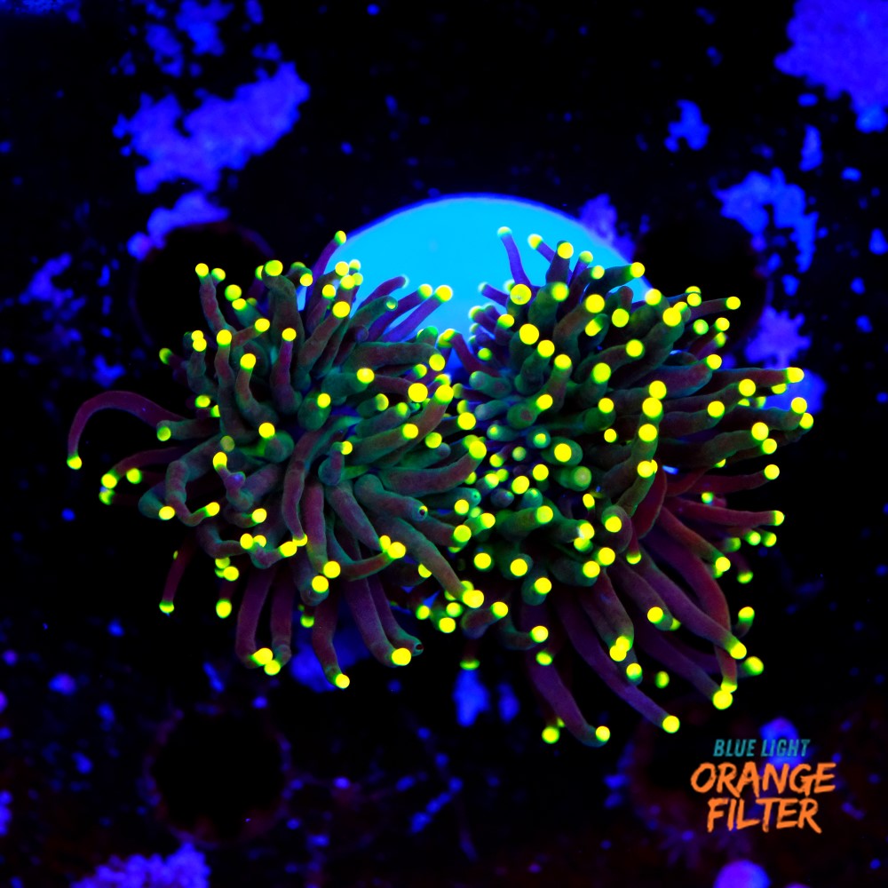 Euphyllia torch yellow tips (2head) 1