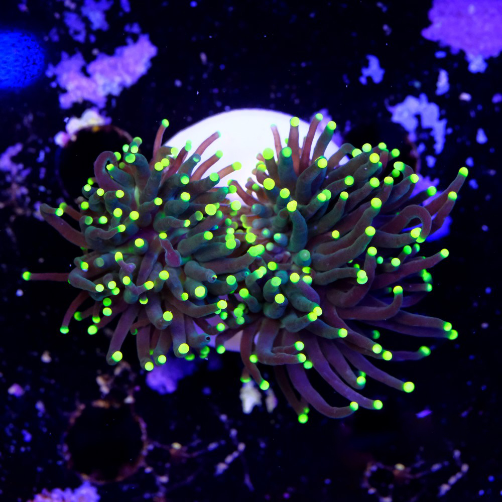Euphyllia torch yellow tips (2head) 2