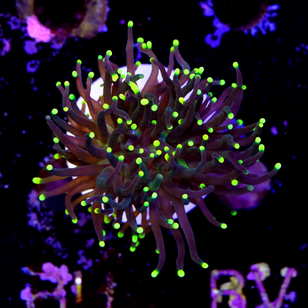 Euphyllia torch yellow tips 2