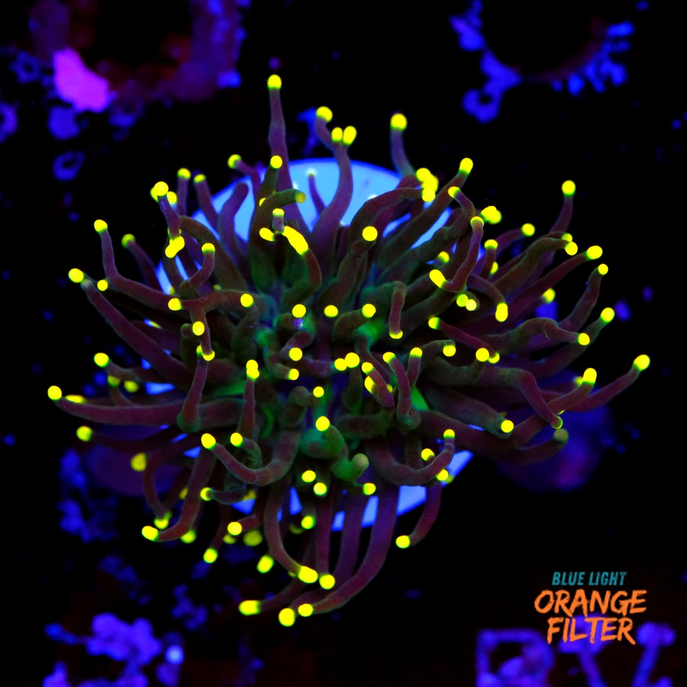 Euphyllia torch yellow tips 1