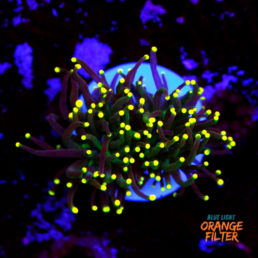 Euphyllia torch yellow tips 1