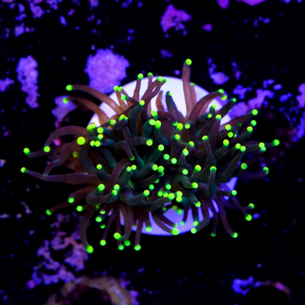 Euphyllia torch yellow tips 2