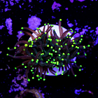 Euphyllia torch yellow tips 2