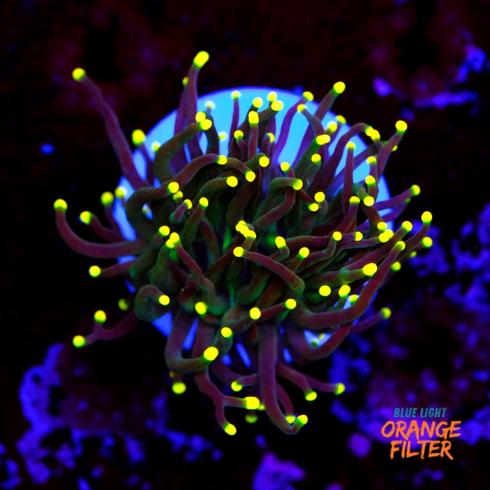 Euphyllia torch yellow tips 1
