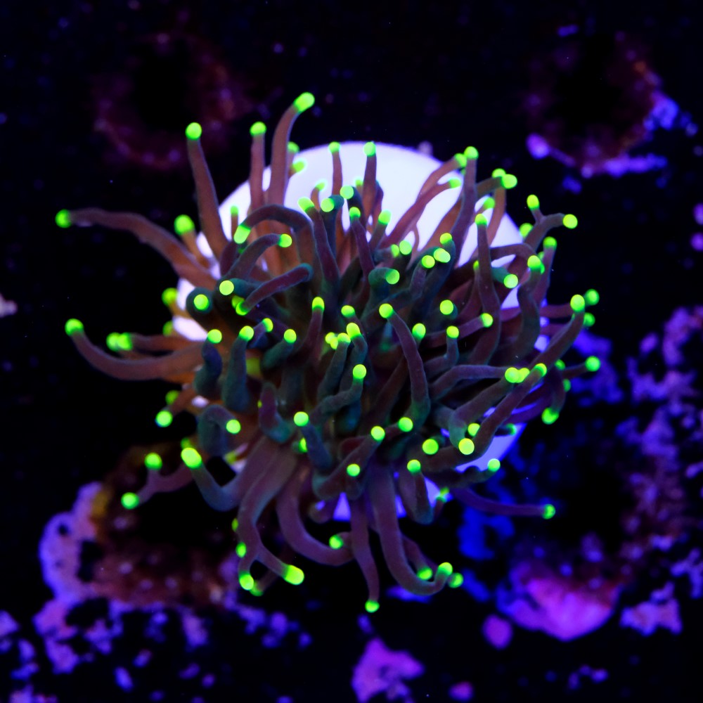 Euphyllia torch yellow tips 2