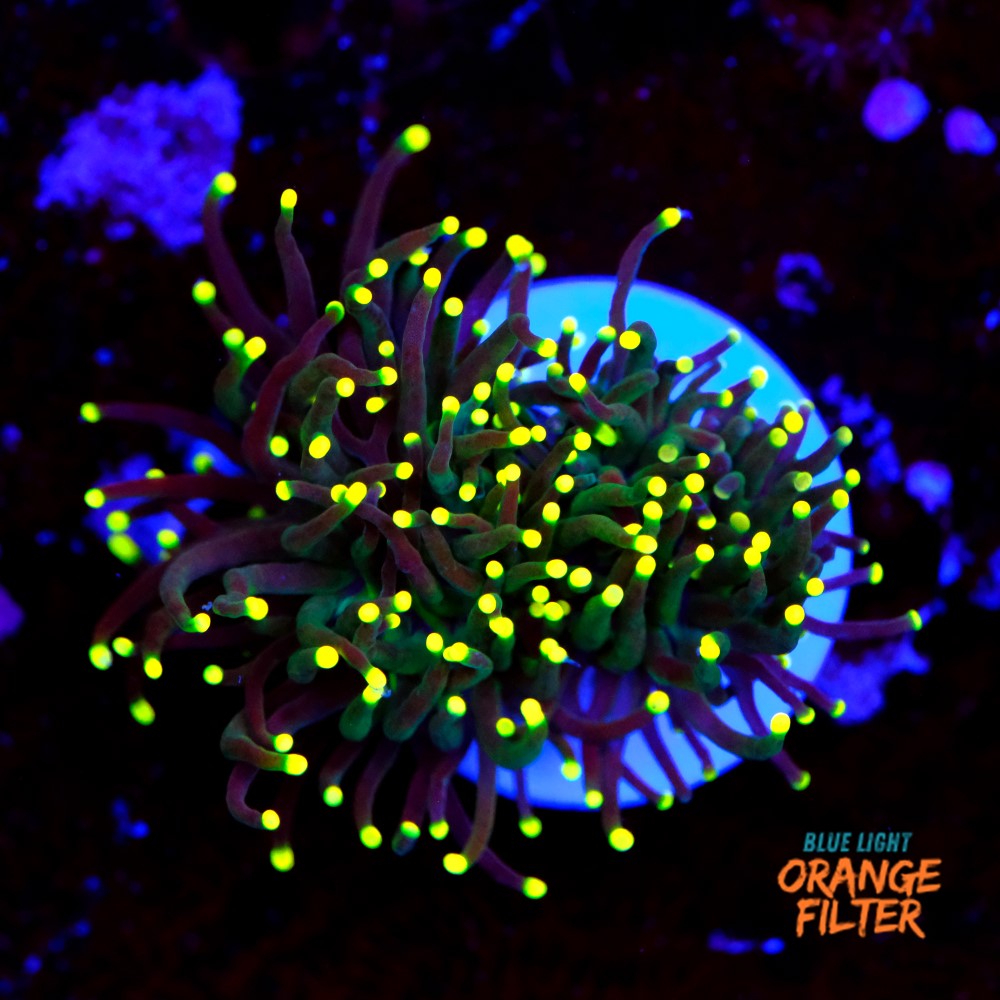 Euphyllia torch yellow tips 1