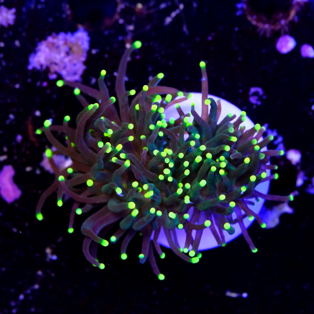 Euphyllia torch yellow tips 2