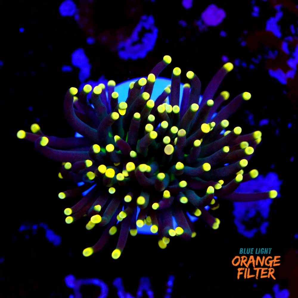 Euphyllia black torch  1