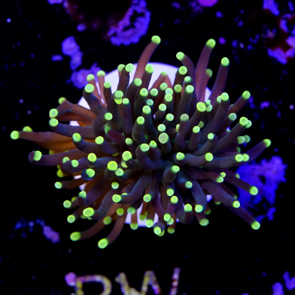 Euphyllia black torch  2