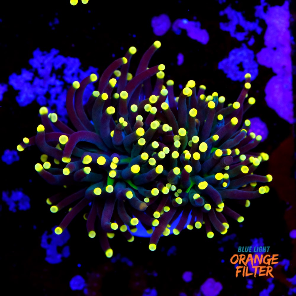 Euphyllia black torch  1