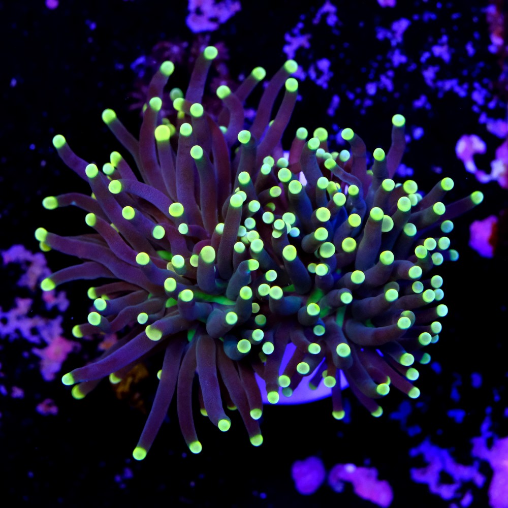 Euphyllia black torch  2