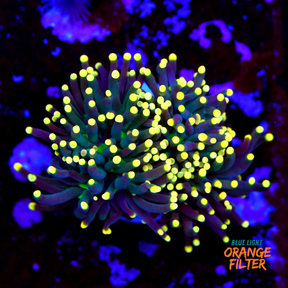 Euphyllia torch yellow tips 1