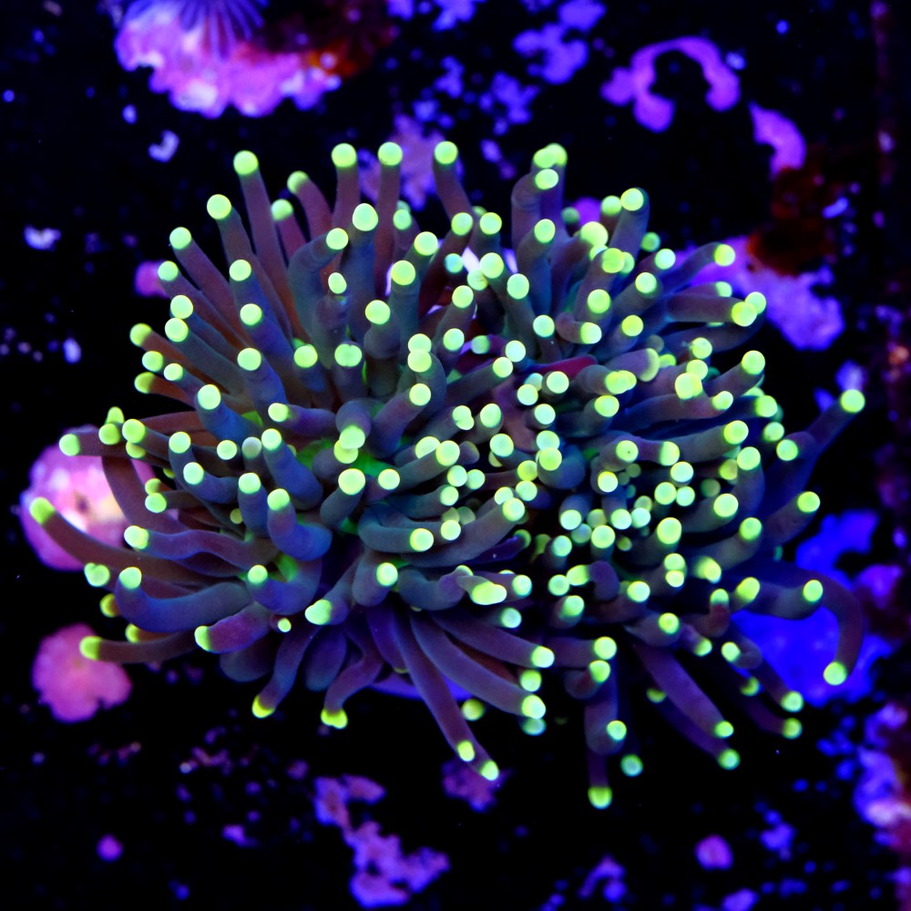 Euphyllia torch yellow tips 2