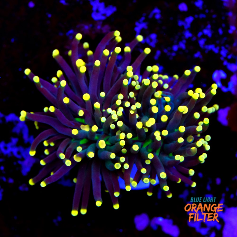 Euphyllia torch yellow tips 1