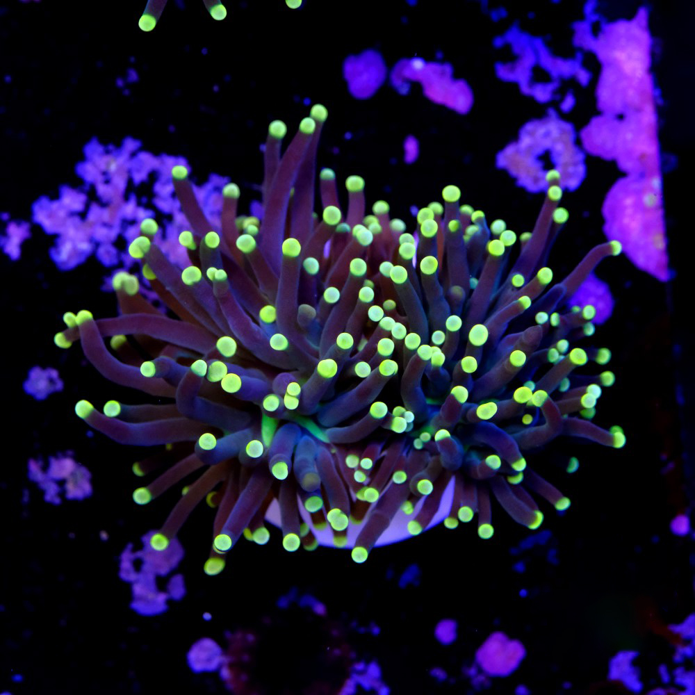 Euphyllia torch yellow tips 2
