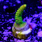 Acropora millepora OG sunset 2
