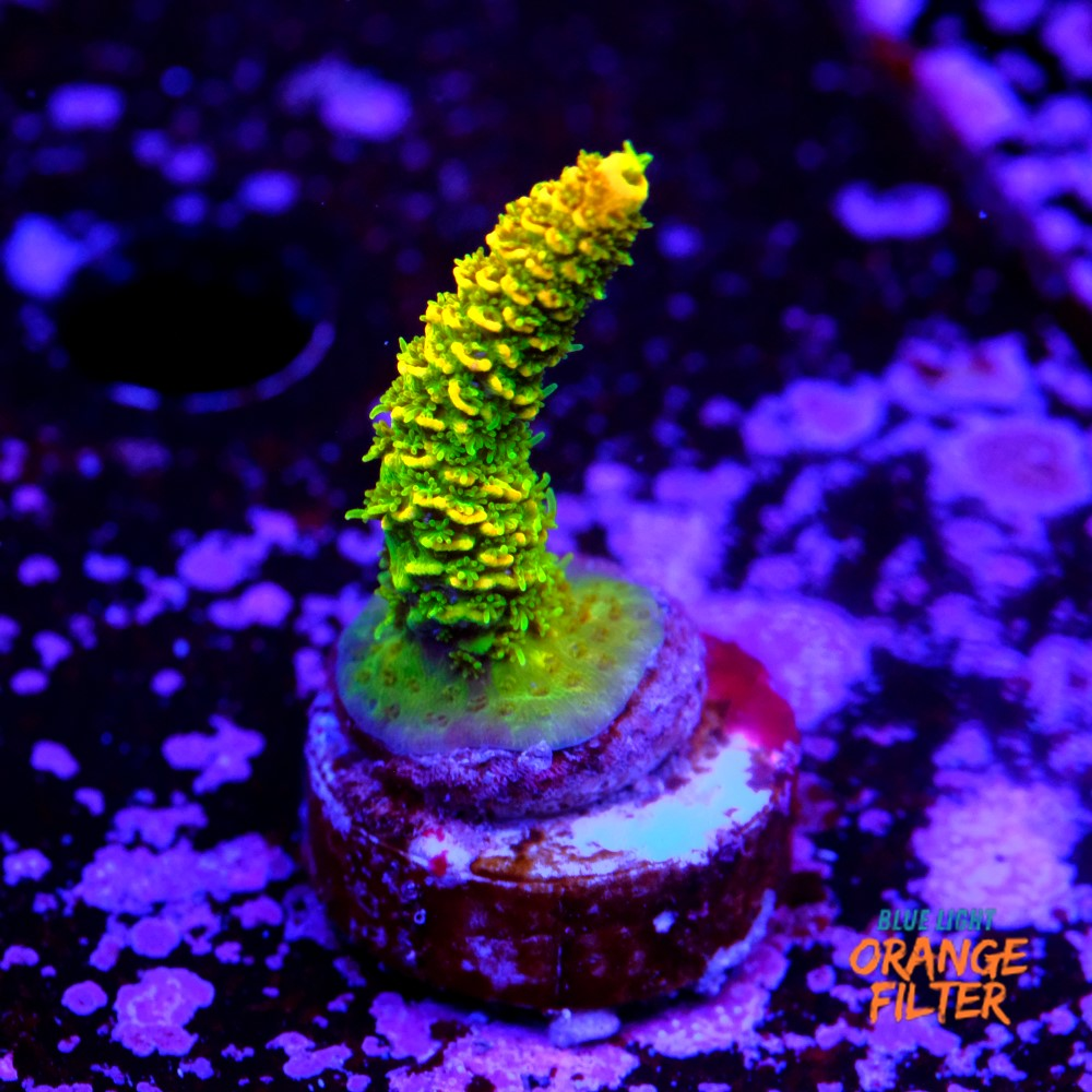 Acropora millepora OG sunset