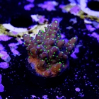 Acropora garf bonsai 2