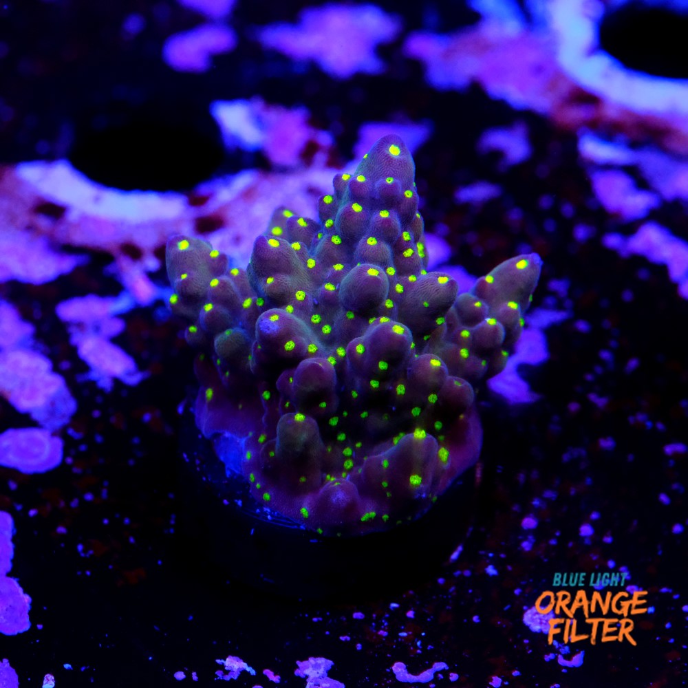 Acropora garf bonsai 1