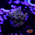 Acropora garf bonsai 1