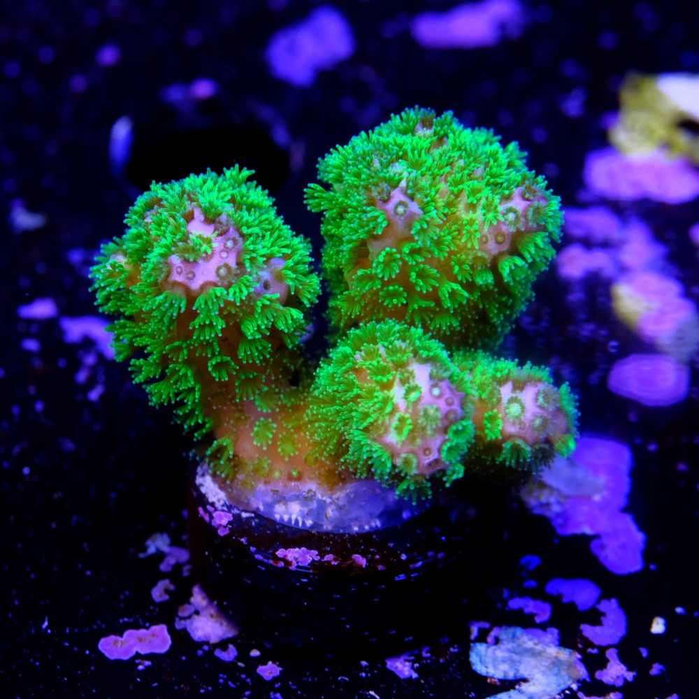 Pocillopora verrucosa 2