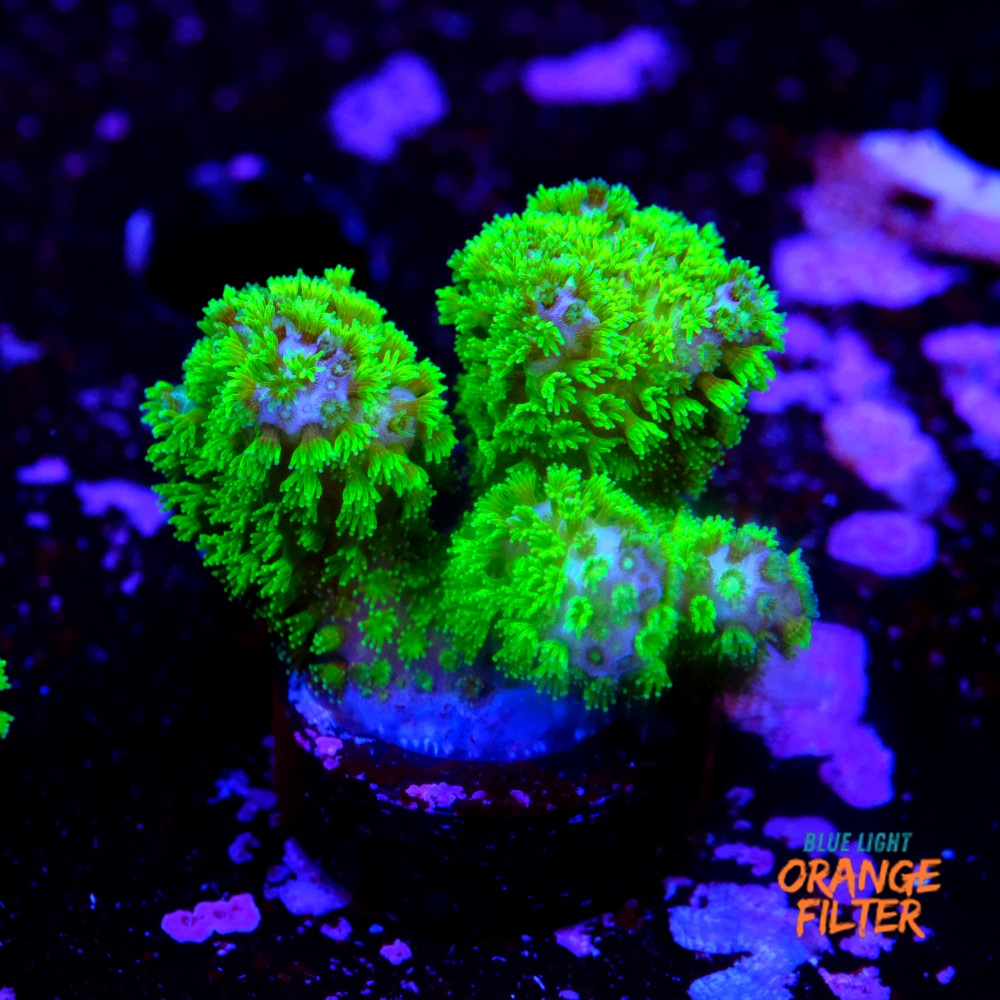 Pocillopora verrucosa 1